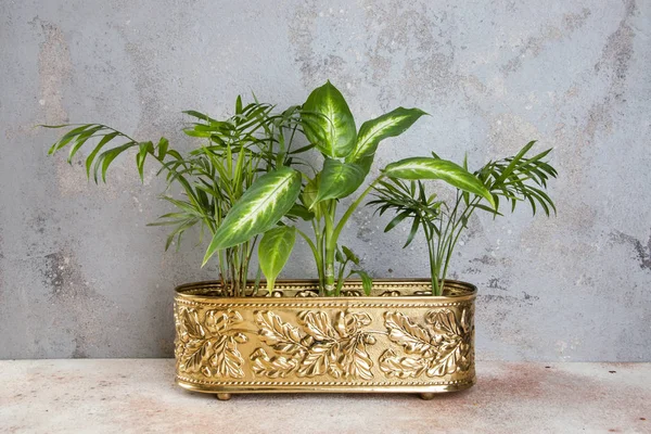 Πράσινα Φυτά Ορείχαλκο Vintage Γλάστρα Ένα Συγκεκριμένο Υπόβαθρο Χώρο Αντίγραφο — Φωτογραφία Αρχείου