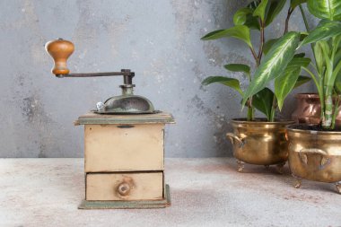 Eski kahve değirmeni ve vintage pirinç saksı beton zemin üzerine yeşil bitkilerde. Metin için yer kopyalayın.