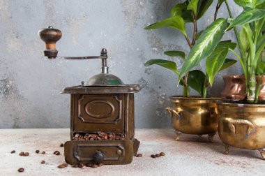 Eski kahverengi metal kahve değirmeni ve vintage pirinç saksı beton zemin üzerine yeşil bitkilerde. Metin için yer kopyalayın.