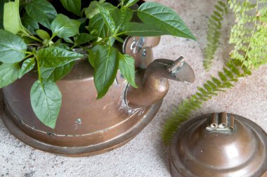 Eski bakır çaydanlık ve yeşil bitkiler