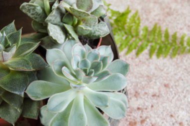 minyatür etli bitkiler