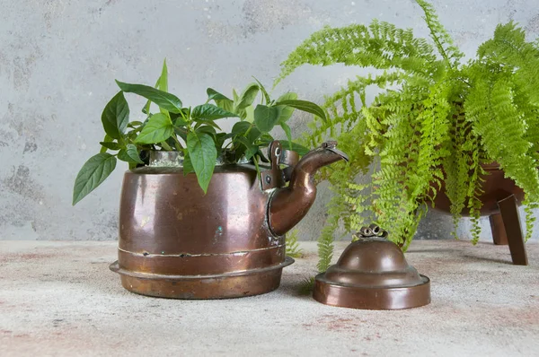 古い銅釜と緑の植物 — ストック写真