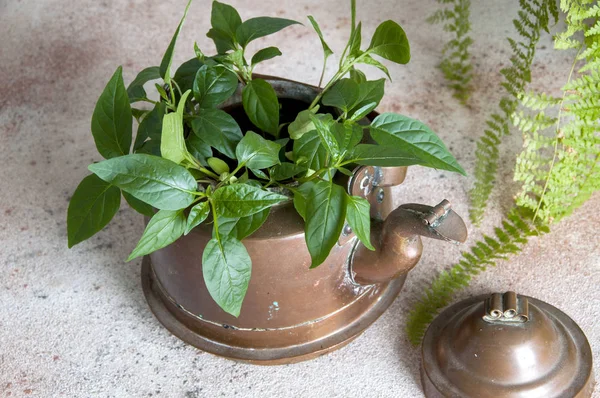 Old copper kettle and green plants