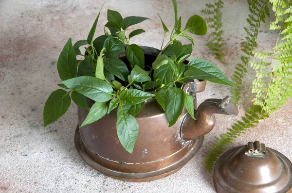 古い銅釜と緑の植物 — ストック写真