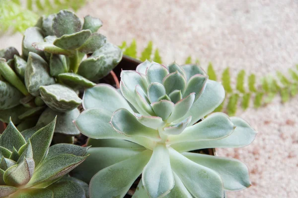 Miniatyr saftiga växter — Stockfoto