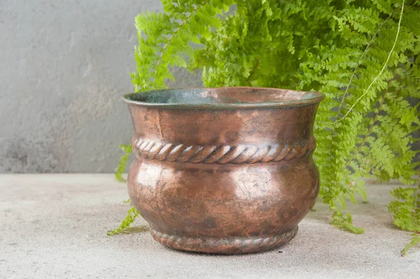 Antique Copper Flower Pot Green Plant Concrete Background Copy Space — Stock Photo, Image