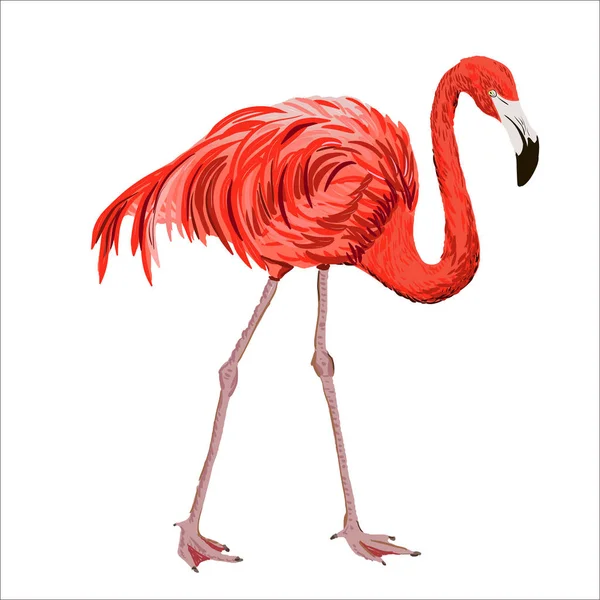 Flamant Rose Réaliste Dessiné Main — Image vectorielle