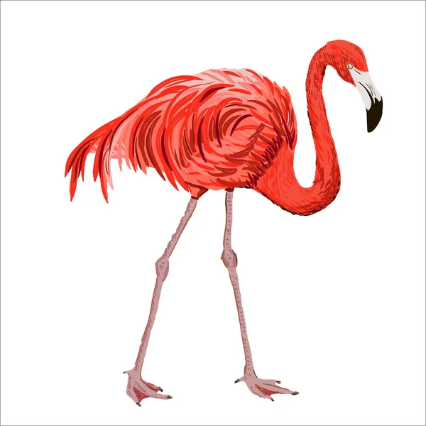 Flamingo Realista Desenhado Mão — Vetor de Stock