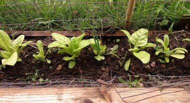 chard 'ın kendi kendini yetiştirme sorumluluğu