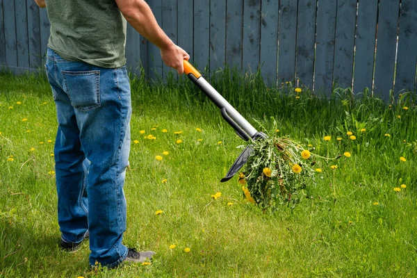 Man removing weeds dandelions from yard. Mechanical device for removing dandelion weeds by pulling the tap root in garden.
