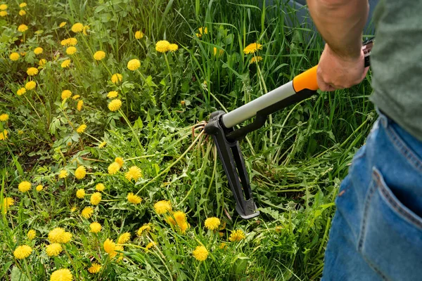 Kontrollerar ogräs. Säsongsarbete. Mekanisk anordning för att avlägsna maskros ogräs genom att dra i kranroten. — Stockfoto