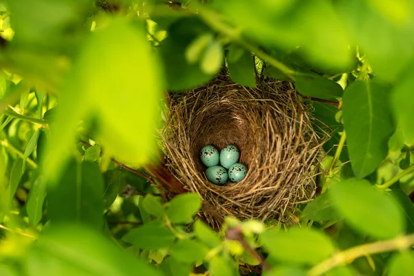 Mavis vogelnest. Nest of Song spruw, Turdus philomelos met vier blauwe gespikkelde eieren. Bovenaanzicht, selectieve focus. — Stockfoto