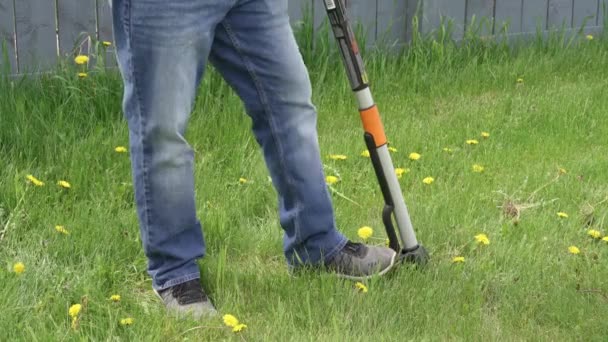 Человек, убирающий одуванчики со двора. Механическое устройство для удаления сорняков одуванчиков, выдергивая корень крана в саду . — стоковое видео