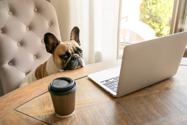 法国斗牛犬坐在椅子上，在笔记本电脑上边工作边看着摄像机，看起来很疲倦. 免版税图库图片