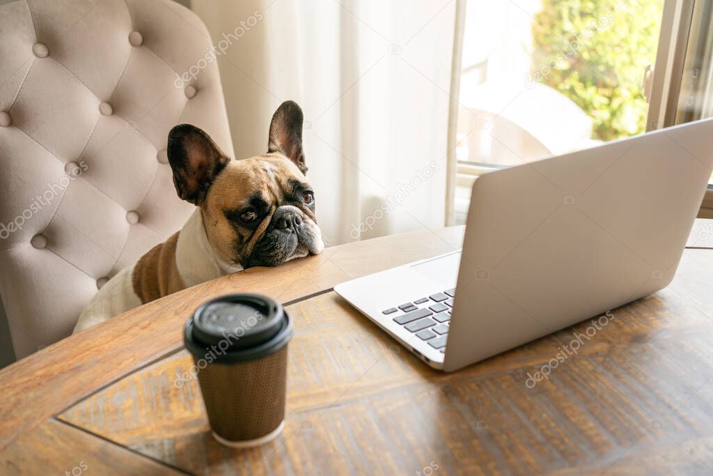French bulldog sitting on a chair and looking tired at the camera during work on laptop what stay on a table with coffee cup.
