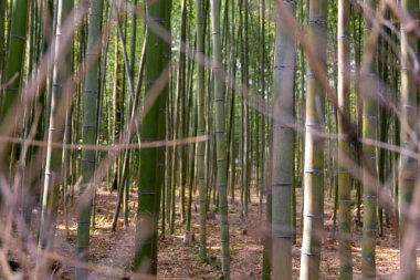Kioto 'daki Bambu Ormanı