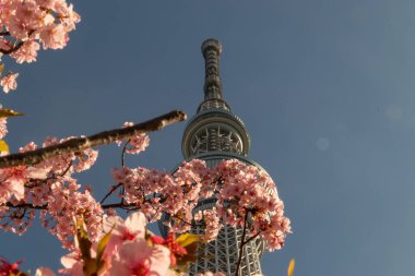 Skytree ve kiraz çiçeği