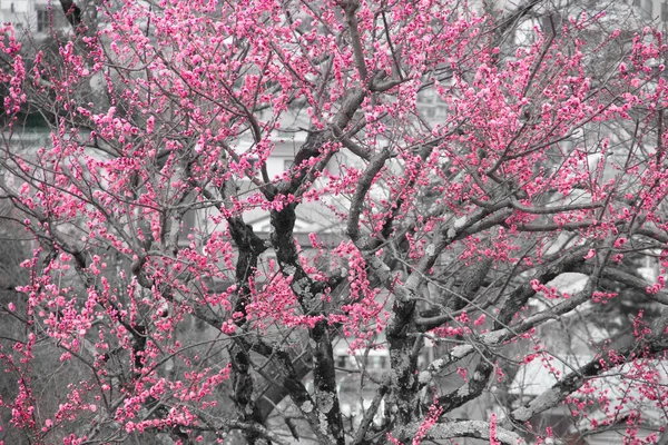 清本寺樱桃树对比 — 图库照片
