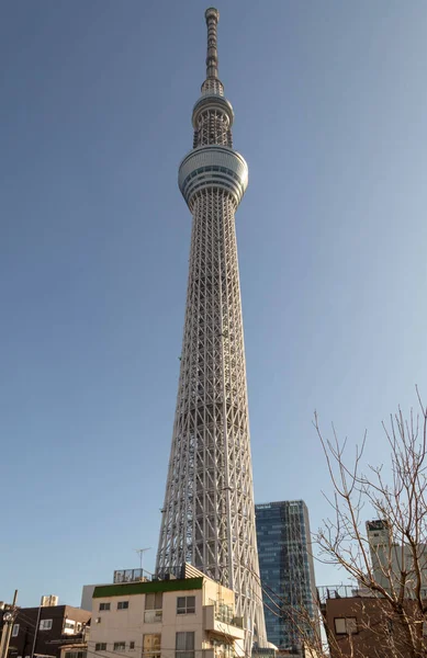 Blick Auf Den Skytree Und Einen Kirschbaum — Stockfoto