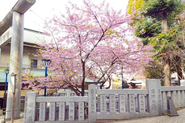 日本的花樱桃树 — 图库照片