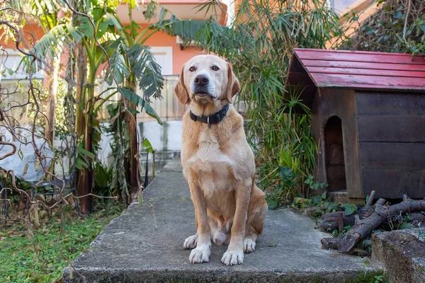 Labrador Senta Rua Lado Canil — Fotografia de Stock