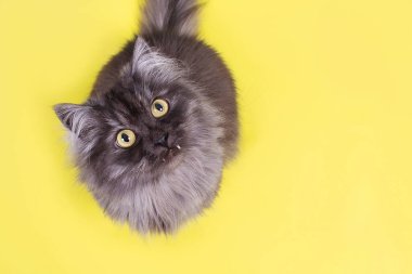 Sarı arka plandaki güzel tüylü kedi.