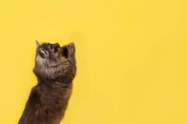 Komik ve tüylü kedi, gri, sarı arka planda.