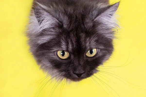 the portrait of a cat with yellow eyes on a yellow background