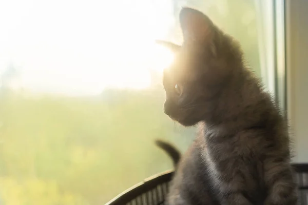 Den Lilla Grå Kattungen Fönstret — Stockfoto