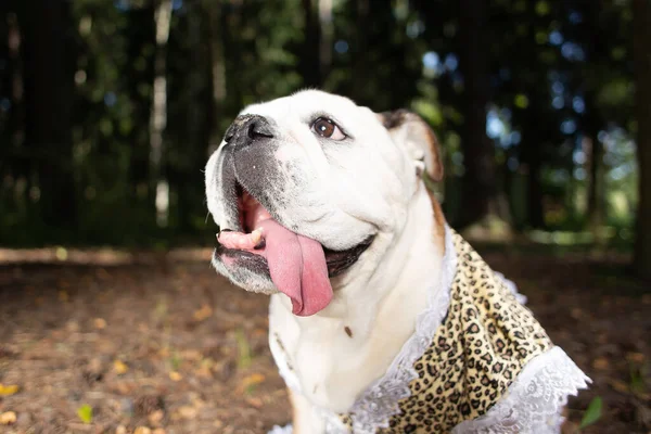 the English bulldog walks in the Park