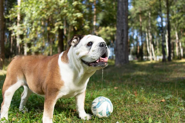 Englische Bulldogge Spielt Ball Der Natur — Stockfoto