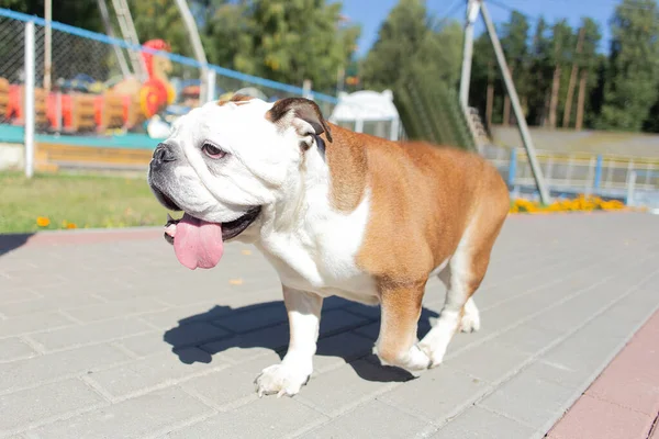 the English bulldog walks in the park in nature