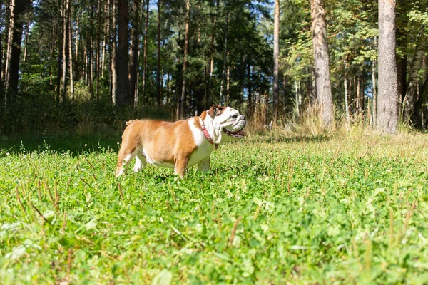 Die Englische Bulldogge Spaziert Park Der Natur — Stockfoto