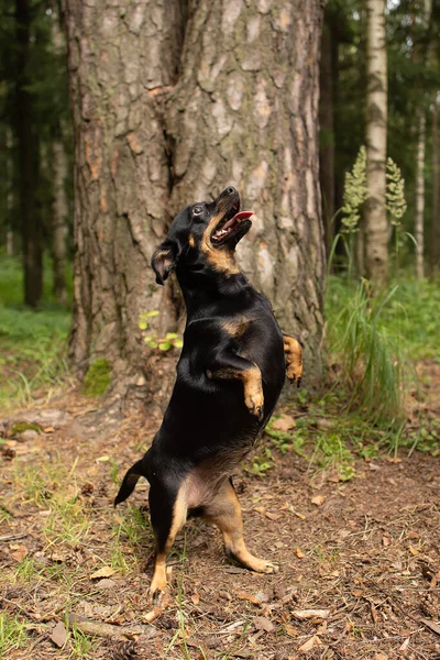 Den Lilla Svarta Hunden Naturen Spelar — Stockfoto