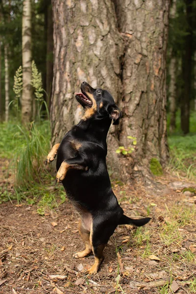 Kis Fekete Kutya Hátsó Lábán Áll Parkban — Stock Fotó