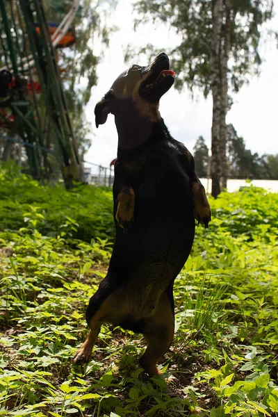 Маленький Чорний Собака Стоїть Задніх Ногах Парку — стокове фото