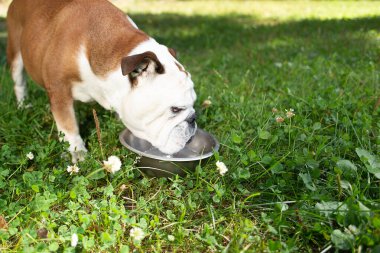 İngiliz bulldog bir kaseden su içer.