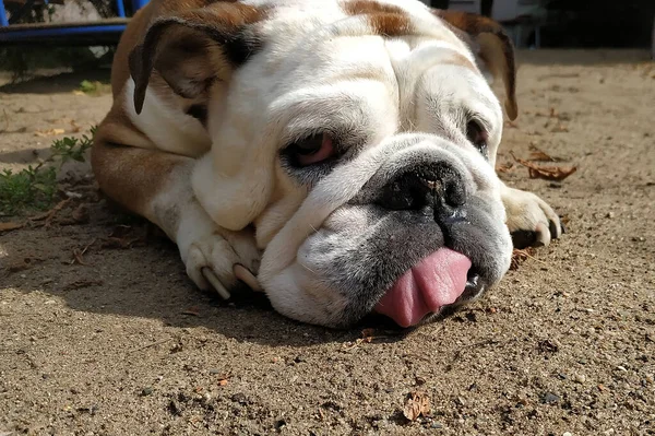 Engelska Bulldoggen Ligger Marken — Stockfoto