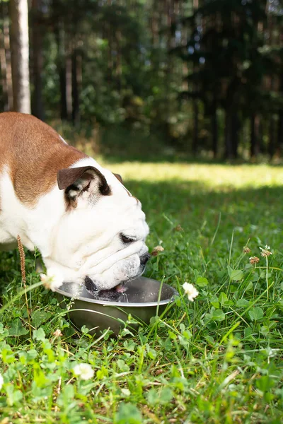 Engelska Bulldoggen Dricker Vatten Skål — Stockfoto