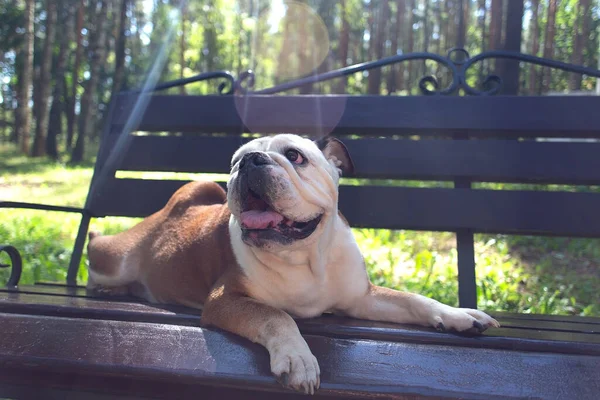 the English Bulldog lies on the bench