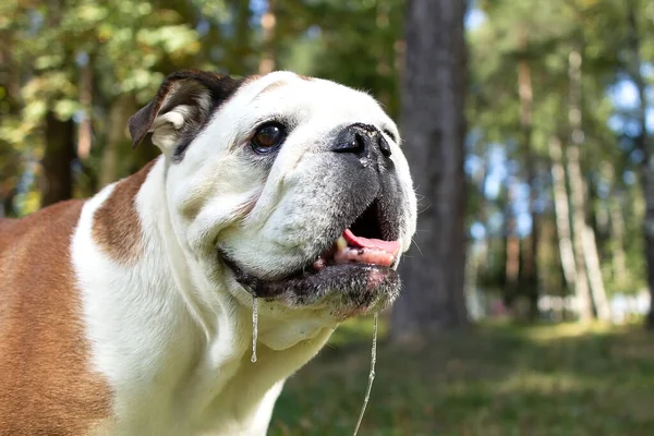 Englische Bulldogge Der Natur Park — Stockfoto