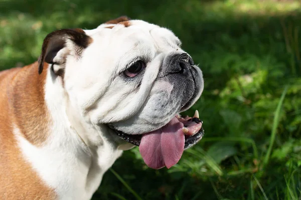 Die Schöne Englische Bulldogge Der Natur — Stockfoto