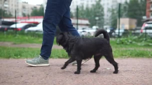 公園の所有者の隣を歩く黒い犬 — ストック動画