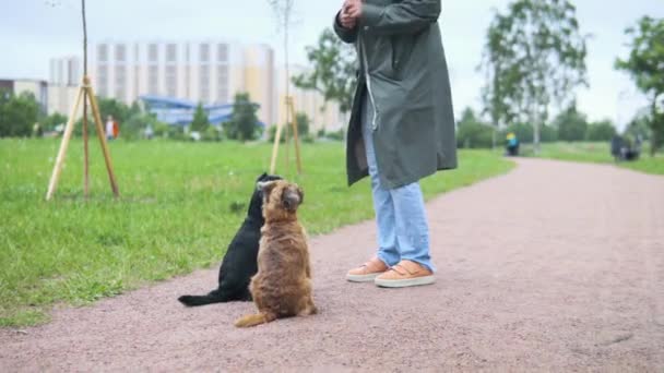 Een vrouw leert honden op hun achterpoten staan. — Stockvideo