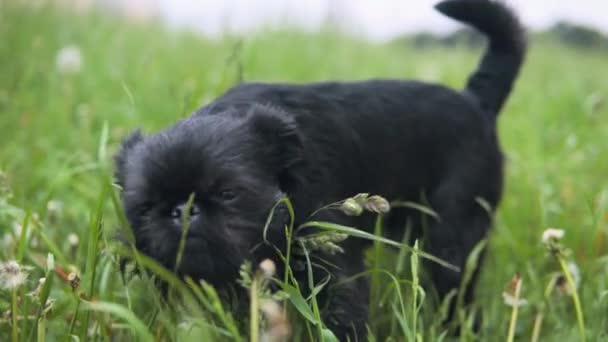 Perro negro disfrutando del tiempo solo en la naturaleza — Vídeos de Stock