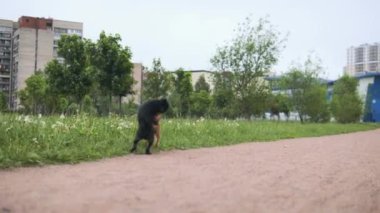 Arka ayakları üzerinde iki köpek parkta dans ediyor