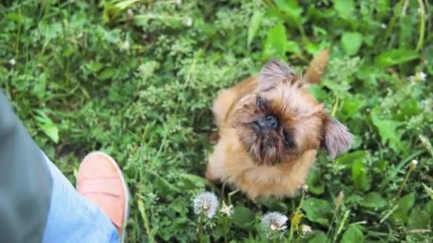 Lindo cachorro mirando al propietario al aire libre en un parque — Vídeo de stock