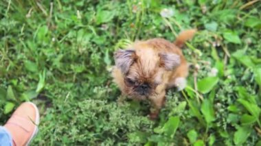 Kırmızımsı kahverengi köpek bir parkta sahibine bakıyor.