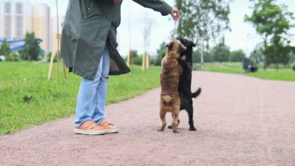 Bir kadın köpeklere arka ayakları üzerinde durmayı öğretiyor.. — Stok video