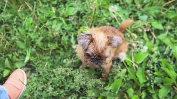 Cachorro marrón rojizo mirando al propietario al aire libre en un parque — Vídeos de Stock